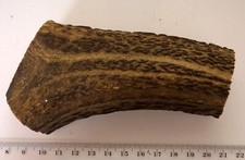 Geweihreste zum Basteln