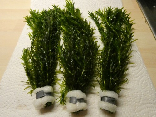 Bund elodea densa - bund,