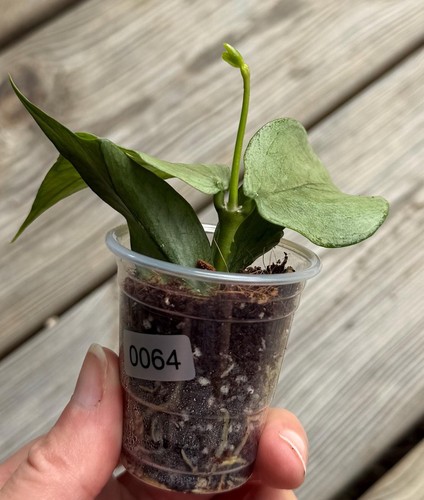 Hoya polyneura silver - polyneura,