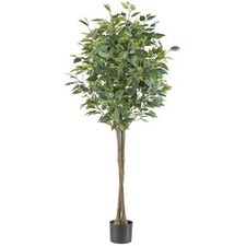 Ficus benjamina 125cm grün