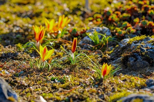 Winterharte elfen krokusse - winterharte, elfen-krokusse