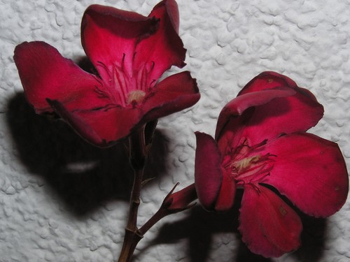 Oleander stecklinge emile - oleander,