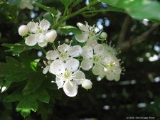 Heckenpflanzen - Weißdorn -