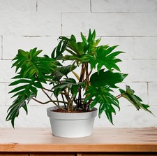 •	3 Blumenschalen Schalen