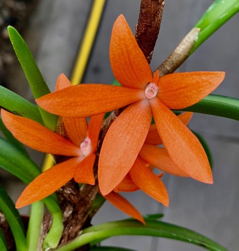 Ceratostylis species coral - ceratostylis, ´coral