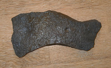 Ammoniten Fossilien –