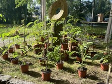 Seidenbaum Albizia Julibrissin