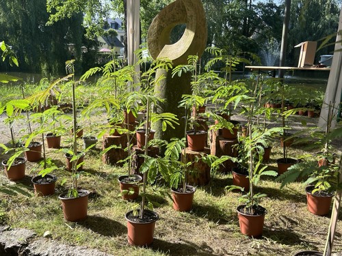 Seidenbaum albizia julibrissin - seidenbaum,