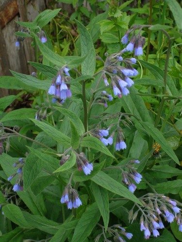 Beinwell jungpflanzen gut - ,