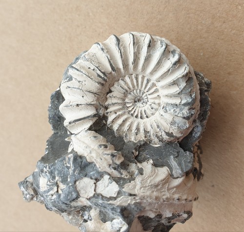 Wundervolle pleuroceras - wundervolle,