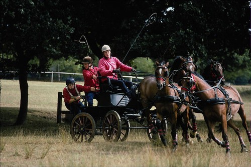 585085 pony teams - 585085, nationale