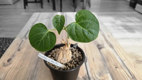 Matelea cyclophylla - ,