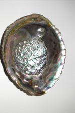 XL große Perlmutt Muschel