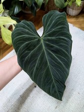 Philodendron Splendid XL Midcut