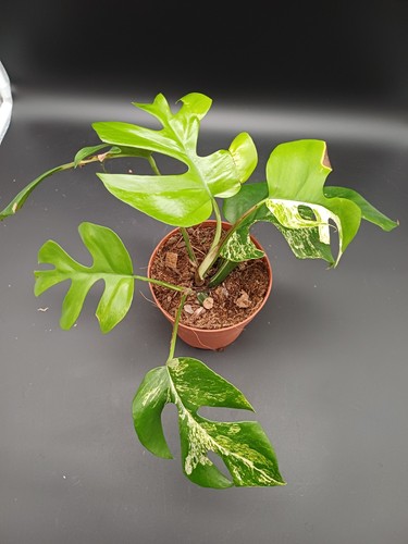 Sale rhaphidophora - sale,