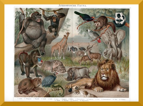 äthiopische fauna 130 jahre - Äthiopische, +130