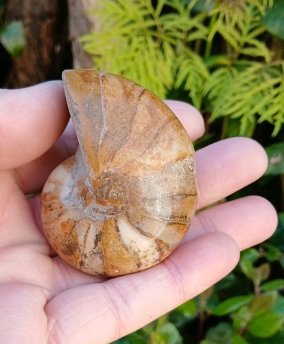 Nautilus fossil top - nautilus,