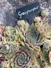 2x Kindel Sempervivum *