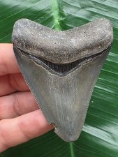 7,5 cm graublauer scharfer