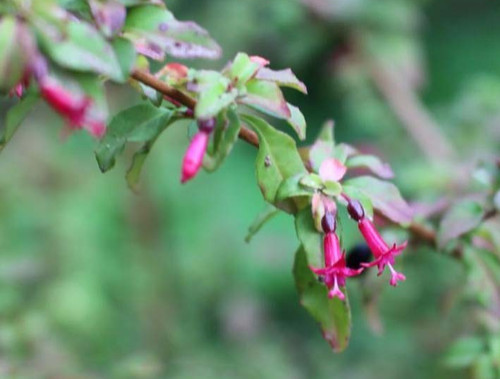 Fuchsien pflanze oosje - fuchsien,