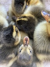 Laufenten Eier, Ei, (keine)