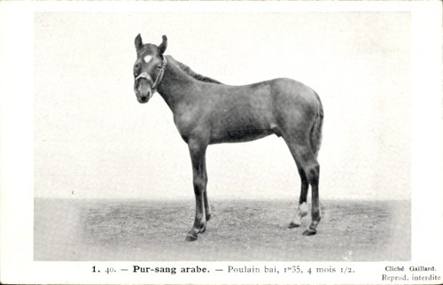 Cpa pur sang arabe - cpa, pur-sang