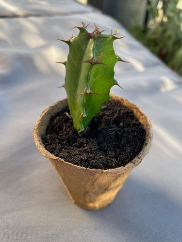 Euphorbia kanaren wolfsmilch - euphorbia,