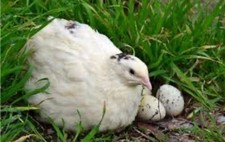 24 Frische Wachteleier (BE)