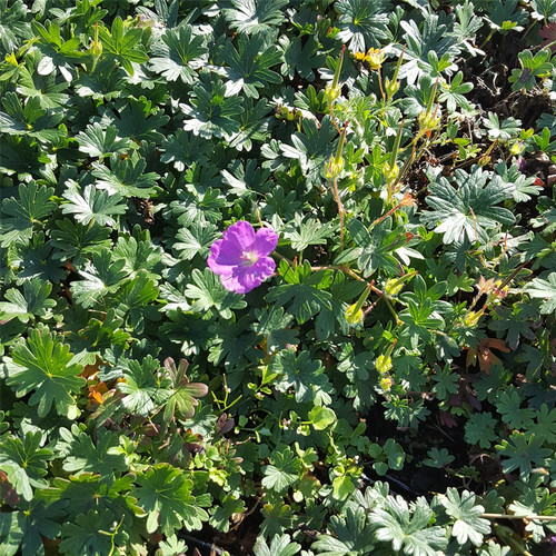 Geranium sanguineum max frei - 'max, frei'