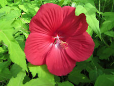 Hibiscus extreme 'Oak Red' rote - 25cm XXL Blüten -Pflanze Winterharter Hibiskus