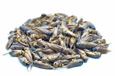 Grillen - Heimchen getrocknet  0,2 - 20 KG, Reptilienfutter, Nager, Vögel, Koi