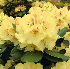 Großblumige rhododendron - großblumige,