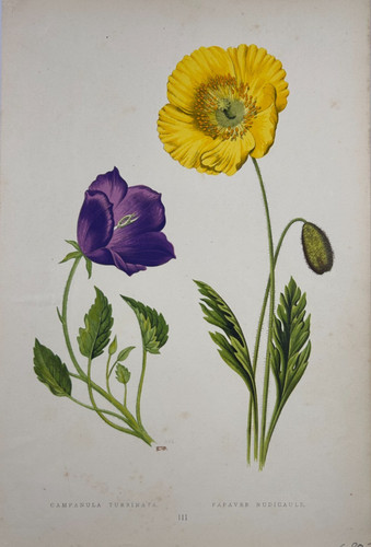 David wooster campanula - wooster.,