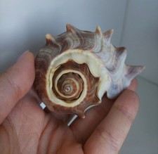 Schöne Meeresmuschel für Aquarium oder Sammeln??✨️