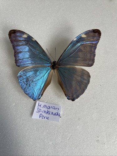 Entomologie morpho marcus - entomologie*morpho,