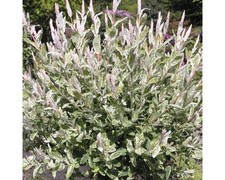 Harlekinweide, Zierweide