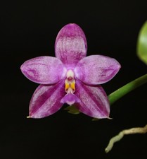 Phalaenopsis LL Blue Crake (LL Blue Leopard x Lioulin Blue Peacock) 01 knospig