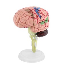 Zerlegtes anatomisches - zerlegtes,
