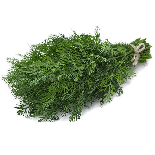 Dill anet samen - dill, kräutersamen