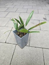 2 Stück Trachycarpus Fortunei