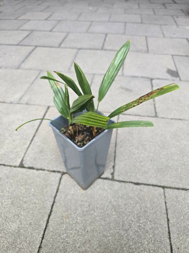 Stück trachycarpus fortunei - 2,