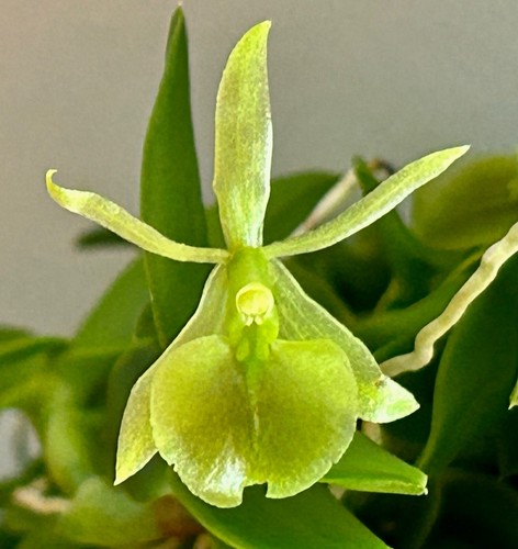 Epidendrum species pepper - epidendrum,