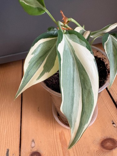 Philodendron rio - philodendron,
