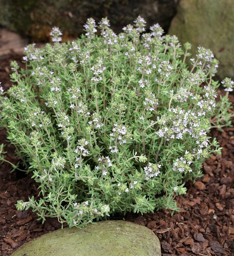 Gewürz thymian großer topf - thymian,