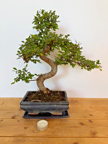Bonsai chinesische ulme nr - chinesische,
