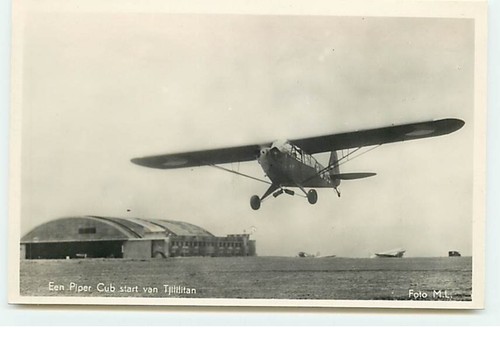 Indonesien eean piper - indonesien, cub