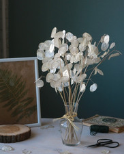Silberblatt (Lunaria annua /
