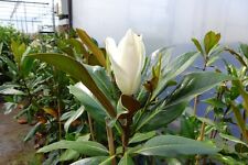 80- 100  cm Magnolia Grandiflora galissoniere duftende Magnolie winterhart