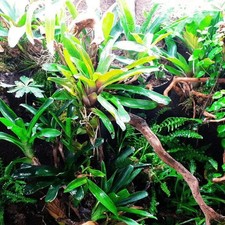 Mini Terrarienpflanzen Set