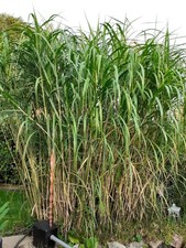 Chinaschilf, Riesenschilf -